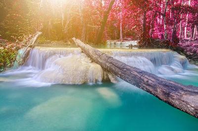 Scenic view of waterfall in forest