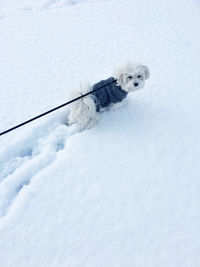 Portrait of dog during winter