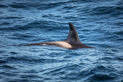 Whale swimming in sea