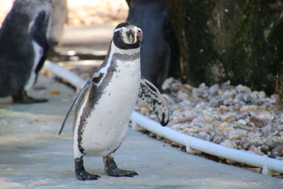 Close-up of penguin