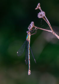 Close-up of insect on plant