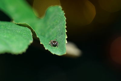 Close-up of insect on leaf