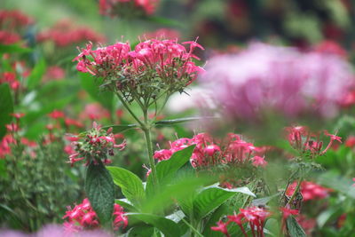 Close-up of pink flowering plants