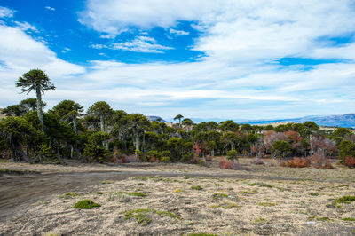 Trees growing on field against sky