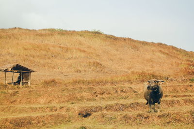 View of a bufallo on field