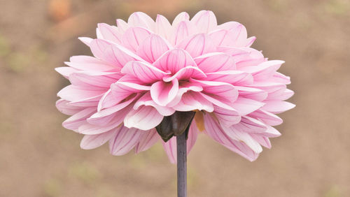 Close-up of pink dahlia flower