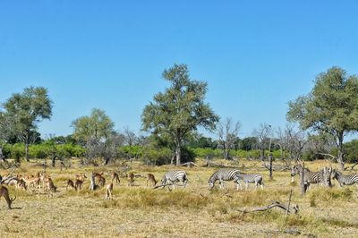 Animals on landscape against sky