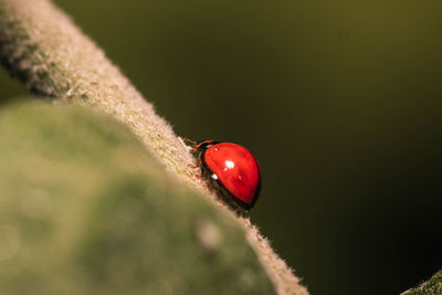 Close-up of ladybug on leaf