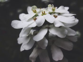 Close-up of white flowers