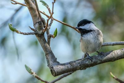 Close-up of bird perching on tree