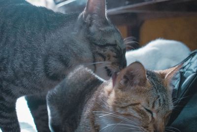 Close-up of a cat