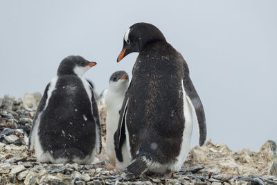 Penguins relaxing on rocks