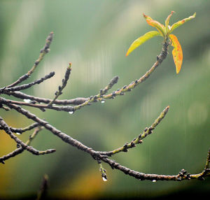 Close-up of plant