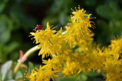 Close-up of yellow flowers