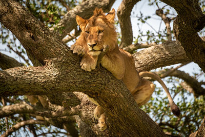 Male lion lies looking down from tree