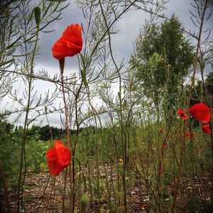 Close-up of red poppy flower