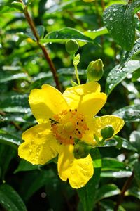 Close-up of yellow flower