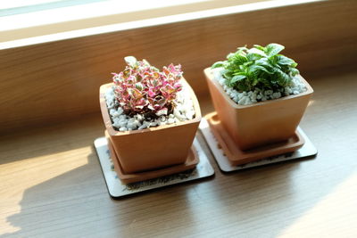 High angle view of potted plant on table