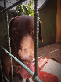 Close-up portrait of a dog