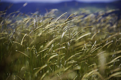 Close-up of stalks in field