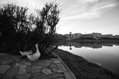 Bird on a lake