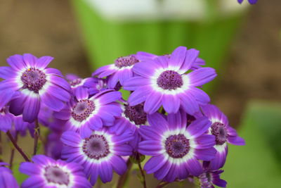 Close-up of purple flowers