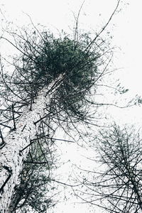 Low angle view of tree against sky during winter