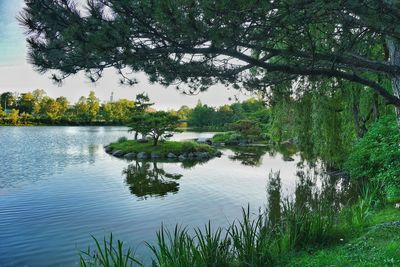 Reflection of trees in lake