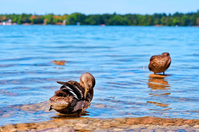 Ducks on rock in lake