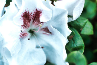 Close-up of cherry blossom