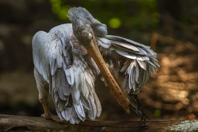 Close-up of owl perching on wood