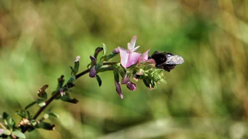 Close-up of insect on flower