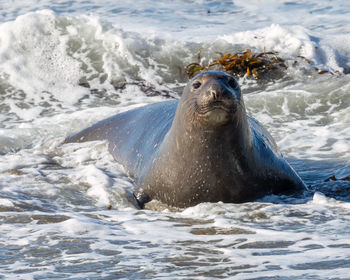 A female elephant seal in the surf near san simeon, california.