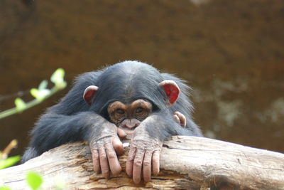 Portrait of monkey on wood