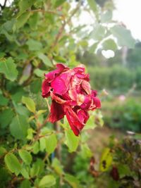 Close-up of red flowers