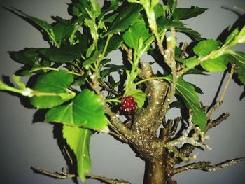 Close-up of lizard on tree