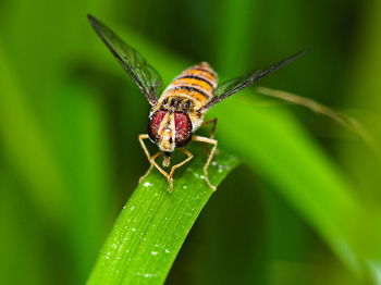 Close-up of insect on leaf