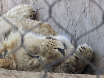 View of cats sleeping in zoo