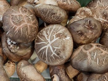 Full frame shot of mushrooms