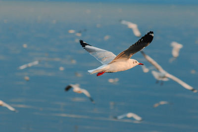 Seagull flying over sea