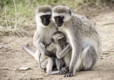 Gray langurs with infant on field