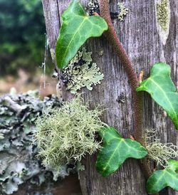 Close-up of leaf on tree trunk