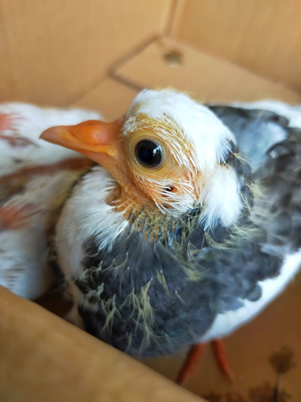 HIGH ANGLE VIEW OF A BIRD IN NEST