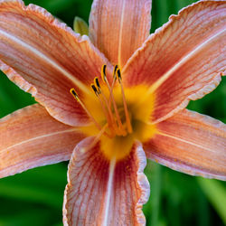 Close-up of day lily