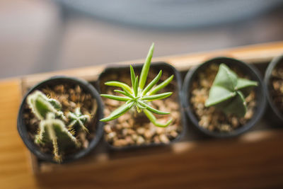 Close-up of potted plant on table