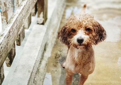 Portrait of dog on footpath