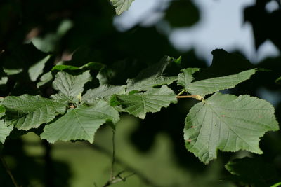 Close-up of fresh green leaves