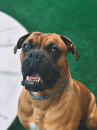 Close-up of dog looking away
