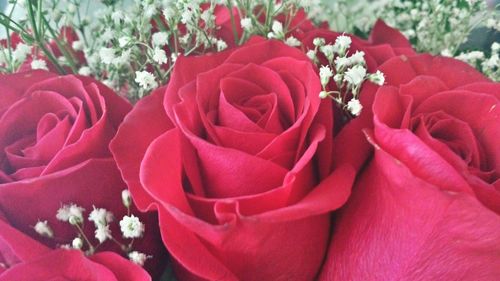 Close-up of red rose