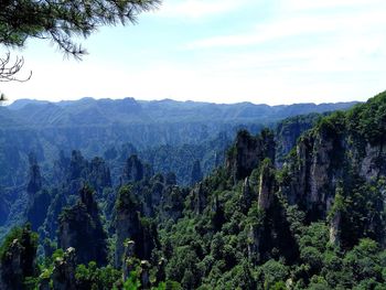 Scenic view of forest